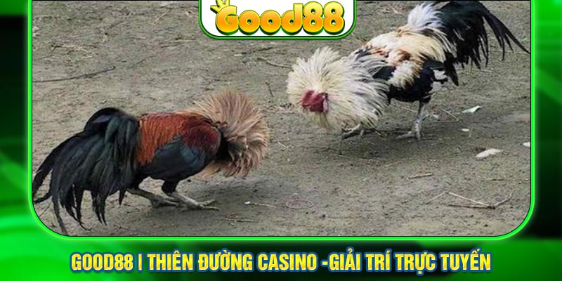 Ưu Điểm Của Đá Gà Thomo Good88